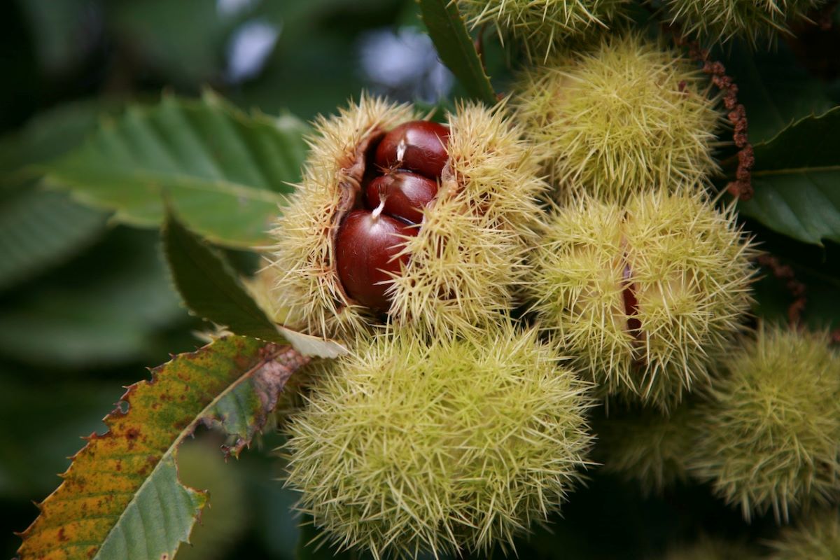 Castagne in autunno