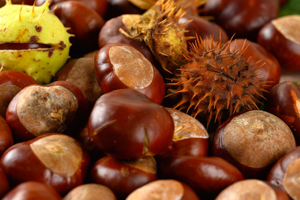 Castagne nei boschi