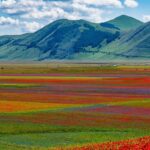 Castelluccio di Norcia Fioritura|Il periodo ideale per la fioritura di Castelluccio di Norcia|Durata della fioritura a Castelluccio di Norcia|Castelluccio di Norcia Umbria