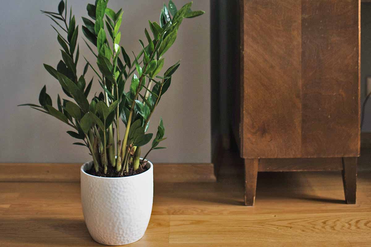 coltivare la Zamioculcas