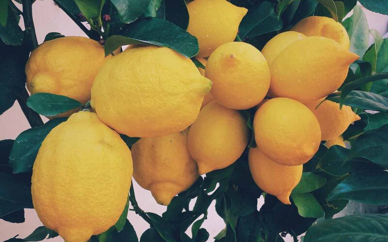 Come coltivare le piante di limoni in vaso?