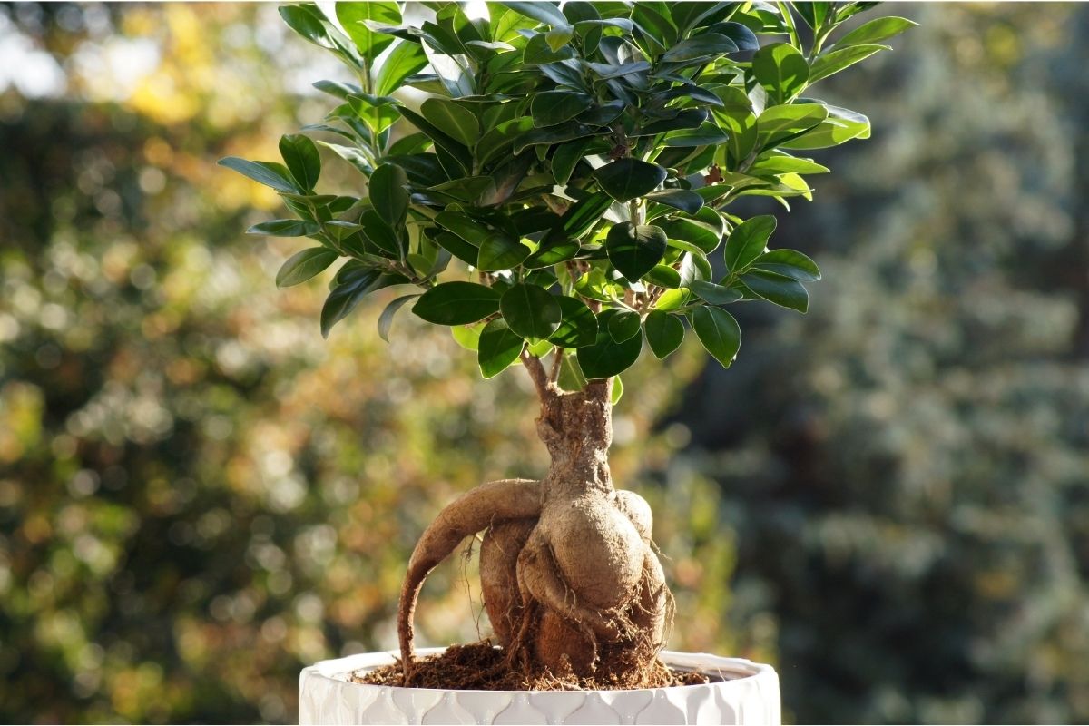 curare un bonsai