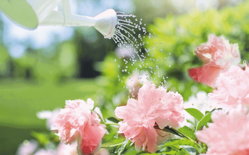 Come risparmiare acqua in giardino: consigli pratici