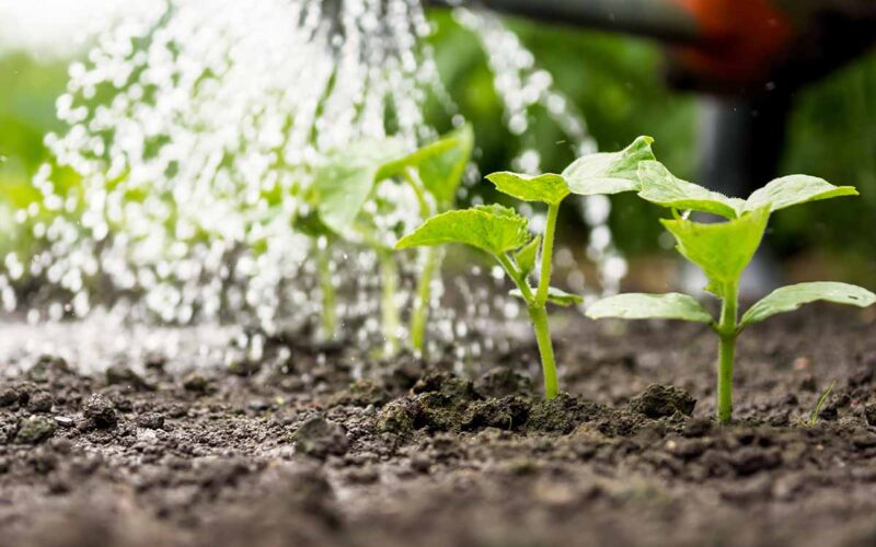 Come risparmiare acqua in giardino: ecco i trucchi