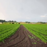 imu terreni agricoli|imu terreni agricoli|imu terreni agricoli|terreno agricolo abbandonato|terreno agricolo abbandonato