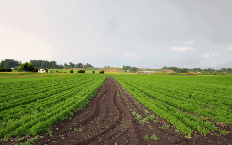 imu terreni agricoli|imu terreni agricoli|imu terreni agricoli|terreno agricolo abbandonato|terreno agricolo abbandonato