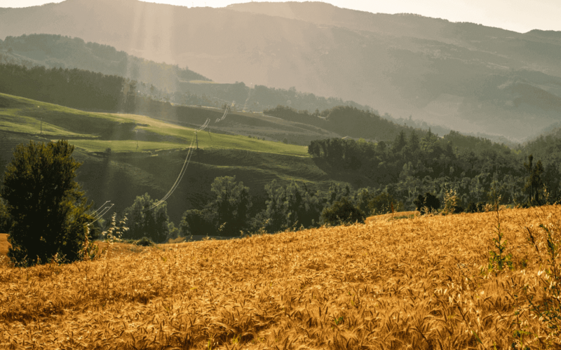 Cos’è l’IMU terreni agricoli? Informazioni su calcolo ed esenzioni