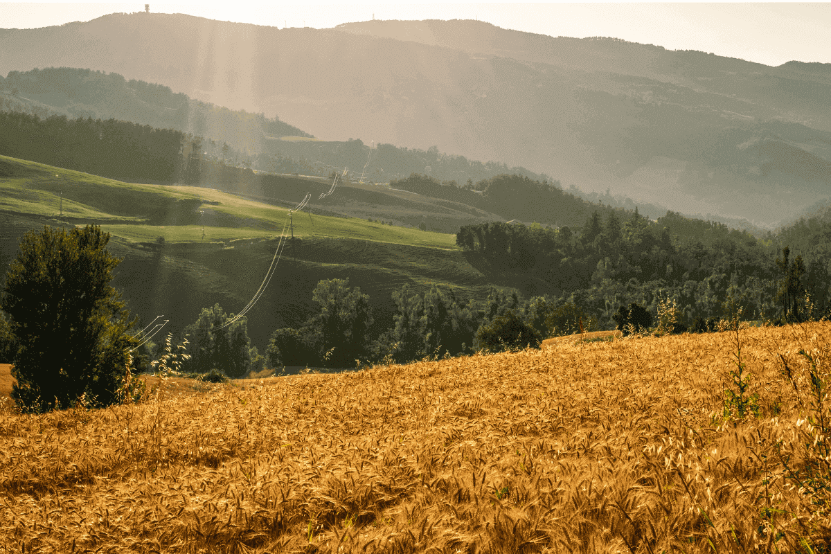 terreno agricolo abbandonato