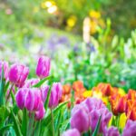 Consigli e idee per il tuo giardino di primavera|Consigli e idee per il tuo giardino di primavera