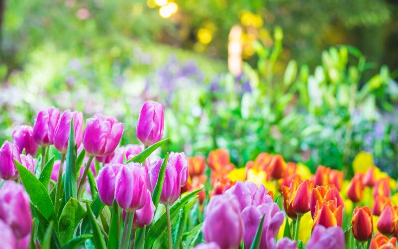 Consigli e idee per il tuo giardino di primavera