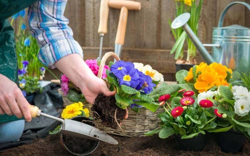 Pianificare il giardino in primavera: cosa piantare a febbraio