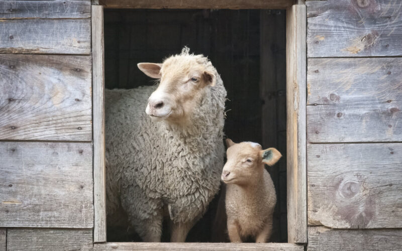 pecora come animale domestico - animali da compagnia|pecora come animale domestico - animali da compagnia