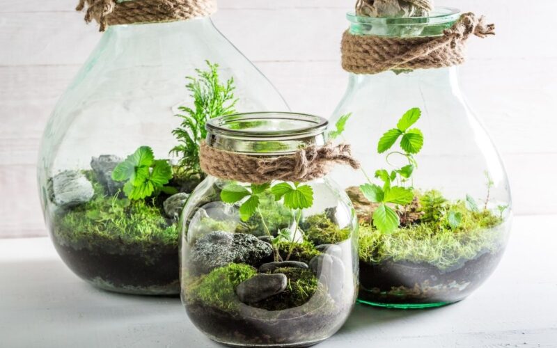 Riciclo creativo: creare un terrario fai da te