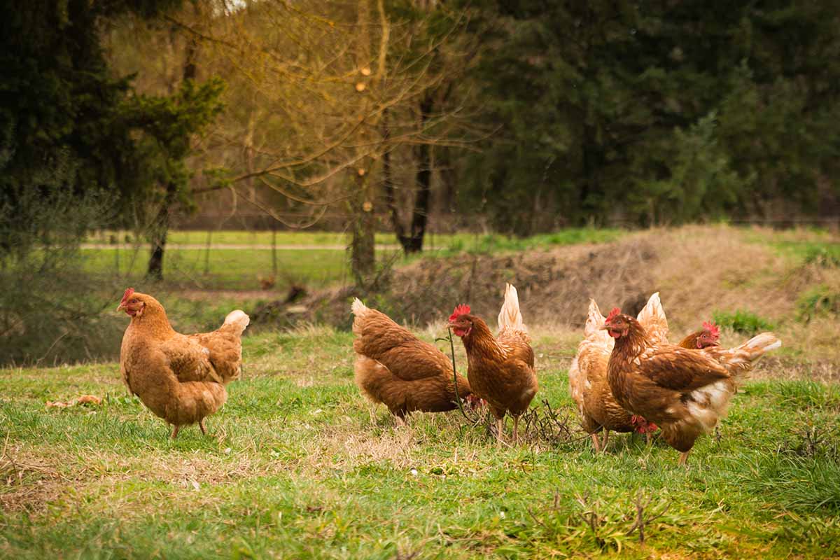 agriturismi con fattoria didattica 