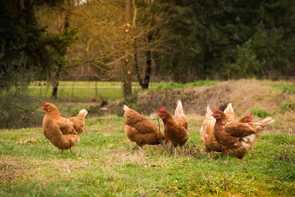 Creare una fattoria autosufficiente