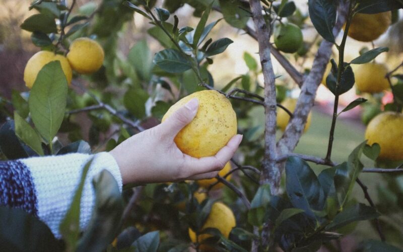 Intervista a Cristiana di cucina verza: un viaggio tra cucina vegana e sostenibilità