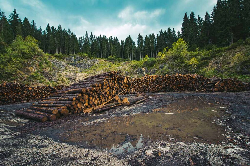 Deforestazione selvaggia cos’è e come fermarla