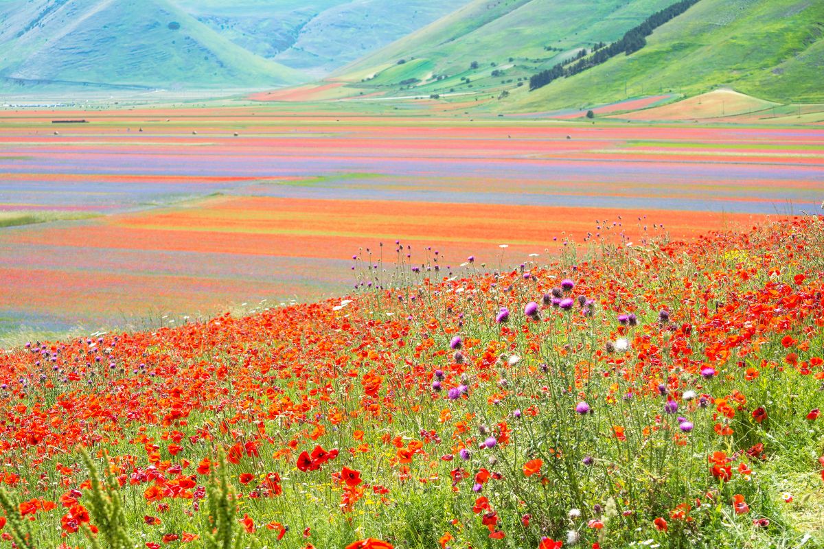 Destinazioni Nascoste in Italia Castelluccio