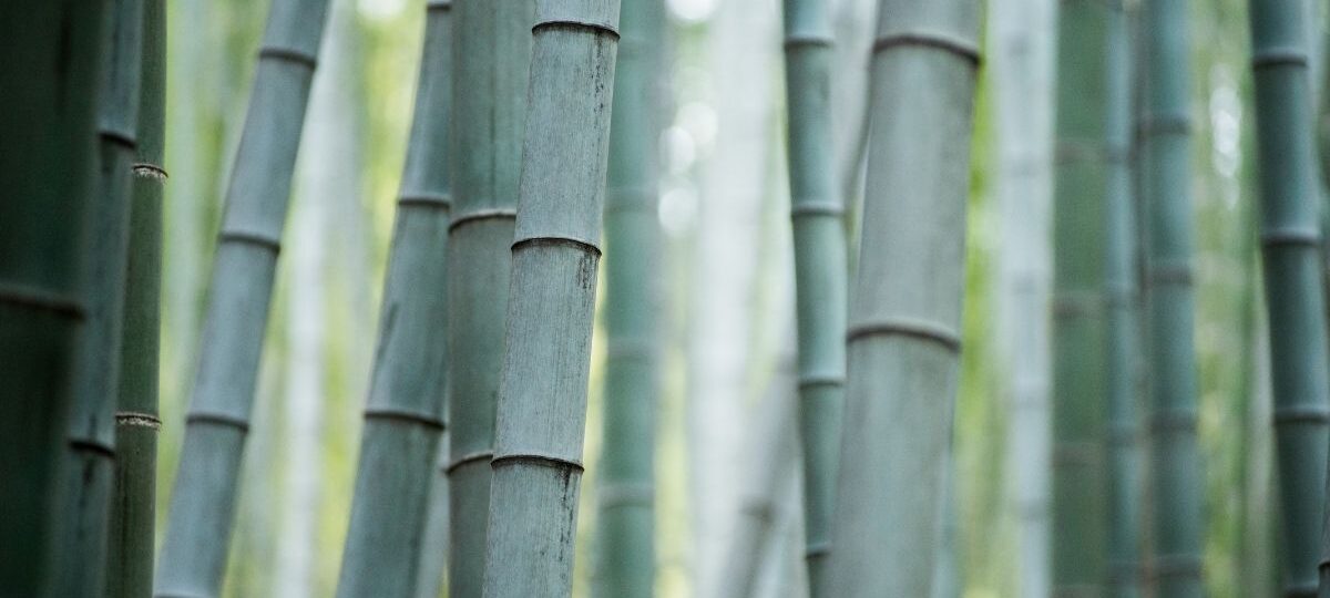 Digital Bamboo Pavilion