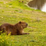 Dove Vivono i Capibara: Alla Scoperta dell'Ambiente Naturale del più Grande Roditore al Mondo||Dove Vivono i Capibara Habitat