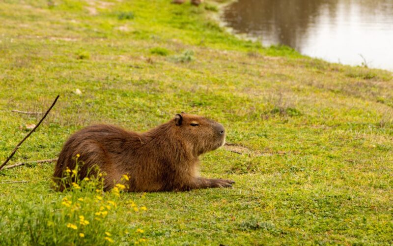 Dove Vivono i Capibara: Alla Scoperta dell'Ambiente Naturale del più Grande Roditore al Mondo||Dove Vivono i Capibara Habitat