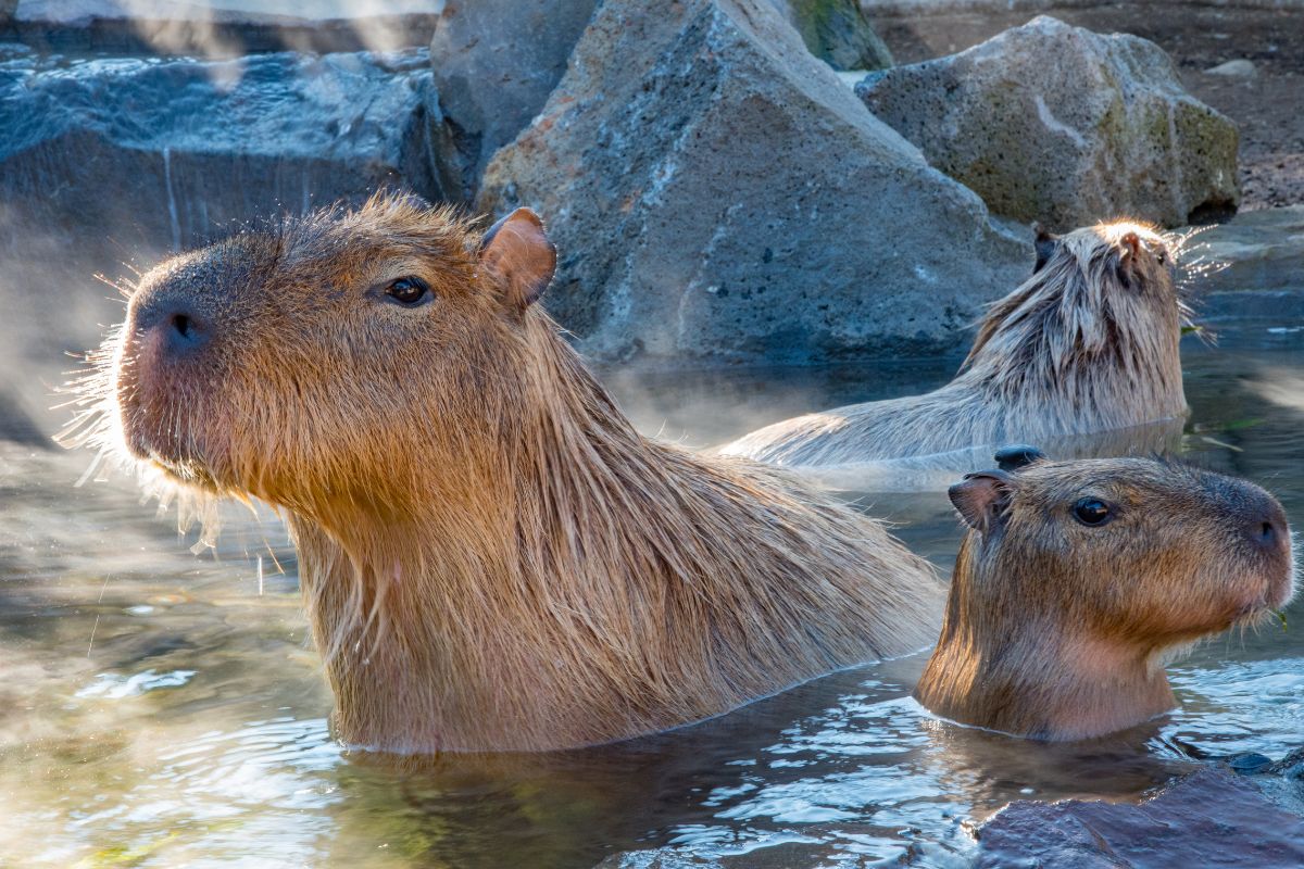 Dove Vivono i Capibara Habitat