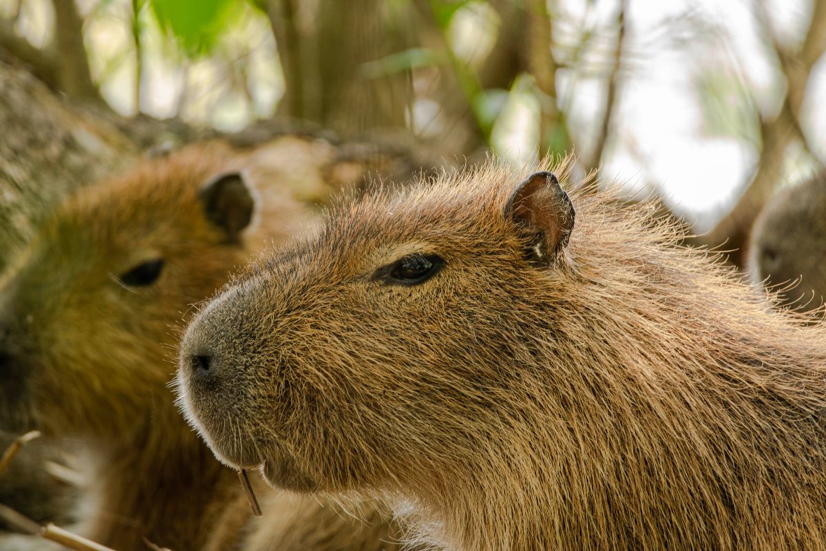 Dove Vivono i Capibara