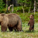 Dove vivono gli orsi nel mondo? Conosciamo meglio questa specie|Habitat degli orsi|Habitat degli orsi polari|Habitat degli orsi grizzly|Habitat degli orsi neri|Habitat orso bruno|L'orso dagli occhiali