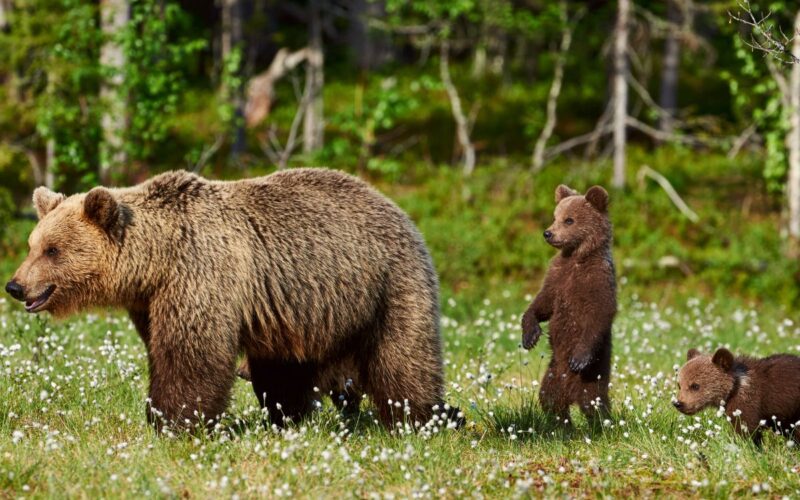 Dove vivono gli orsi nel mondo? Conosciamo meglio questa specie|Habitat degli orsi|Habitat degli orsi polari|Habitat degli orsi grizzly|Habitat degli orsi neri|Habitat orso bruno|L'orso dagli occhiali