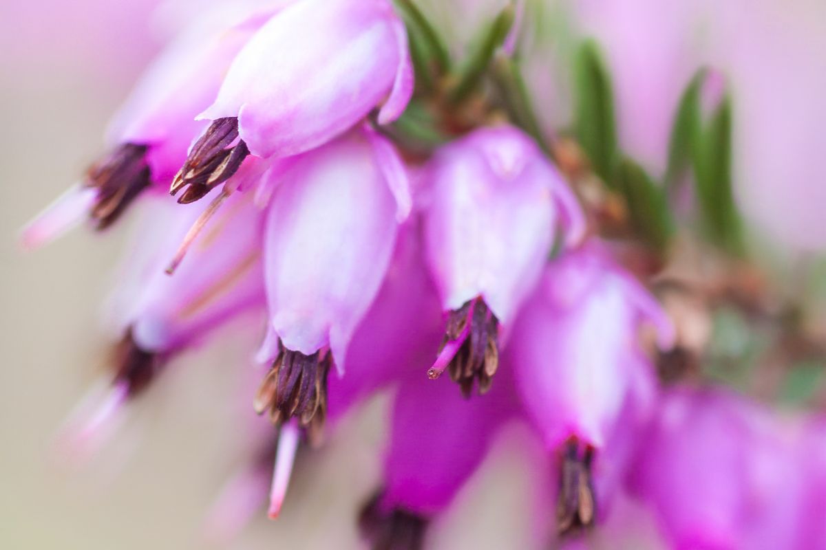 Erica Carnea Pianta