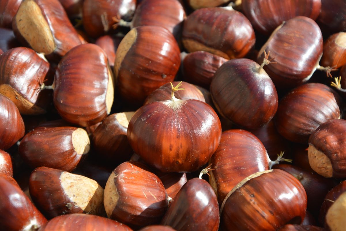 Eventi delle Sagre nel Lazio autunno estate Castagne