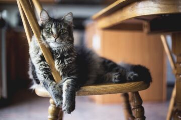 Perché il 17 febbraio è la Festa la Nazionale del Gatto: verso un futuro sempre più pet friendly