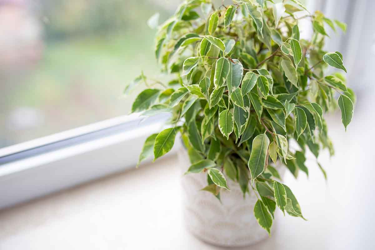 Ficus Benjamin per la coltura idroponica