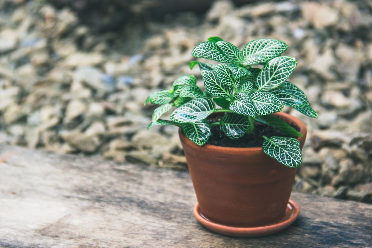 Fittonia 