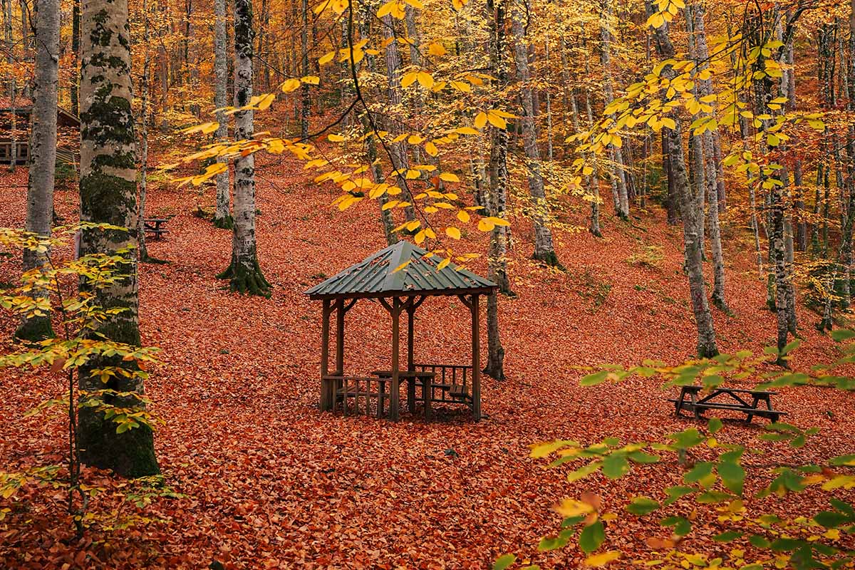 gazebo bosco