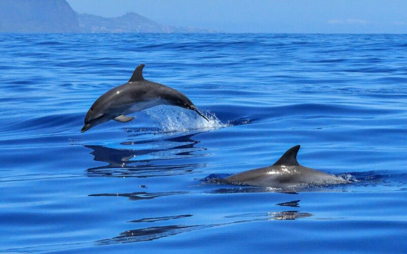 Giornata Mondiale degli Oceani|Giornata Mondiale degli Oceani 2024