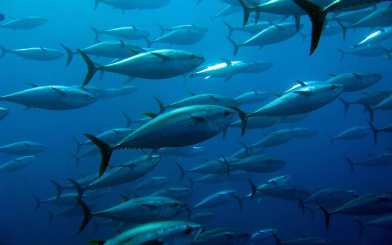 Il 2 maggio si celebra il World Tuna Day, giornata mondiale del tonno