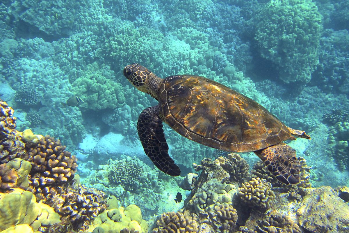 Giornata Mondiale delle Tartarughe marine e terrestri