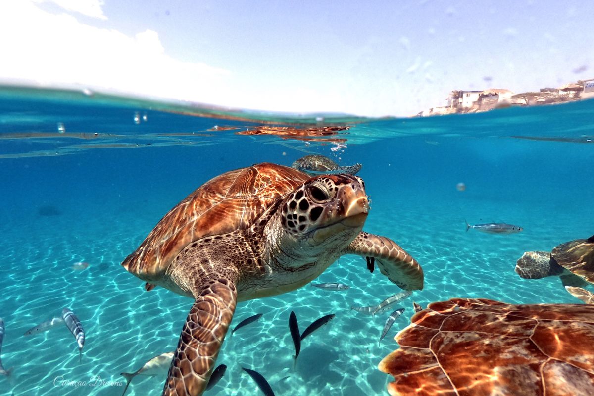 Giornata Mondiale delle Tartarughe marine e terrestri