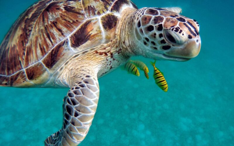 Giornata Mondiale delle Tartarughe marine e terrestri