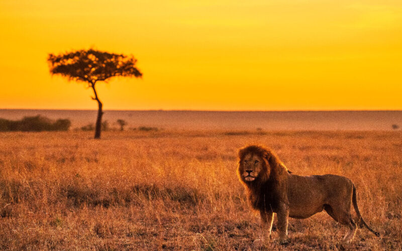 leone|leone a rischio di estinzione