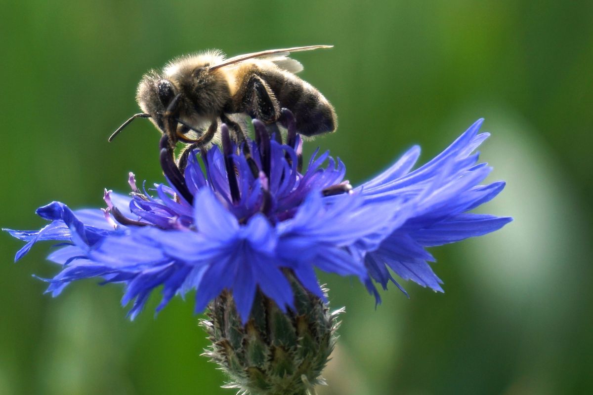 Giornata mondiale della Biodiversità