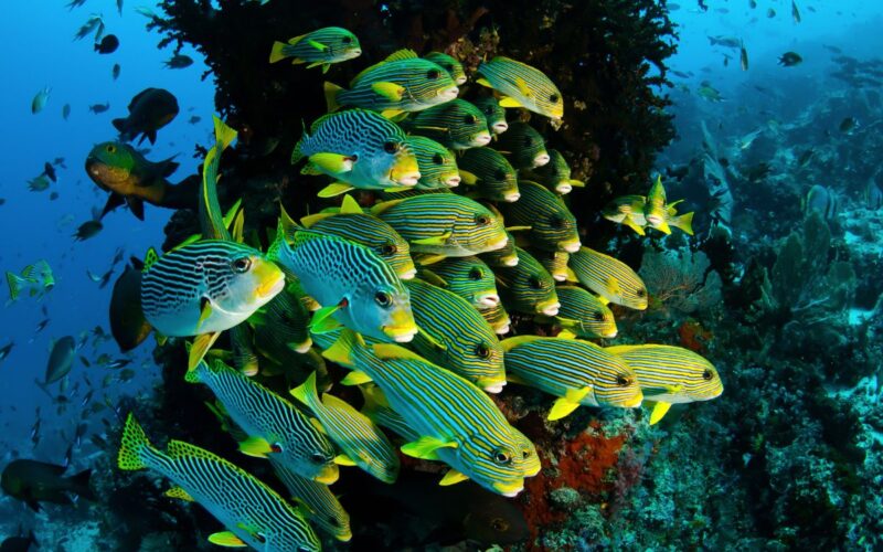 Giornata mondiale della Biodiversità: celebrare la ricchezza e la varietà della vita sul pianeta