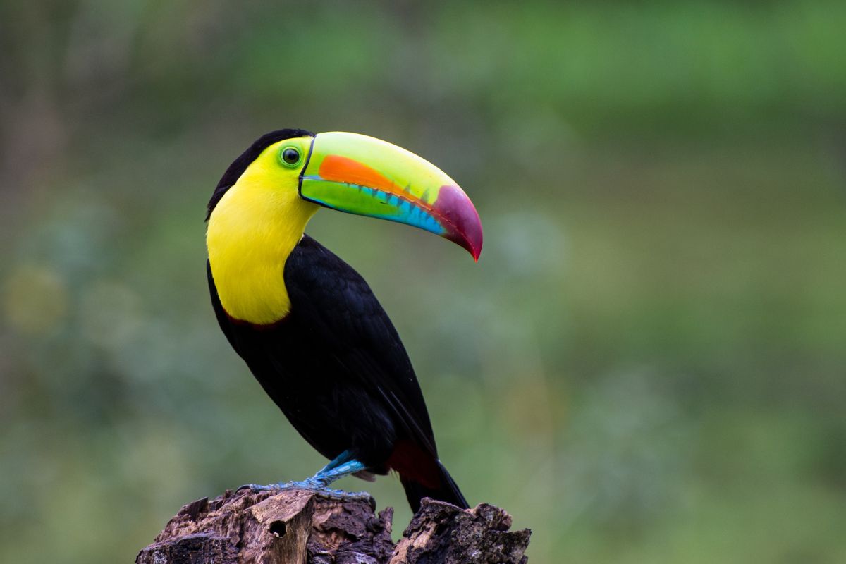 Giornata mondiale della Biodiversità