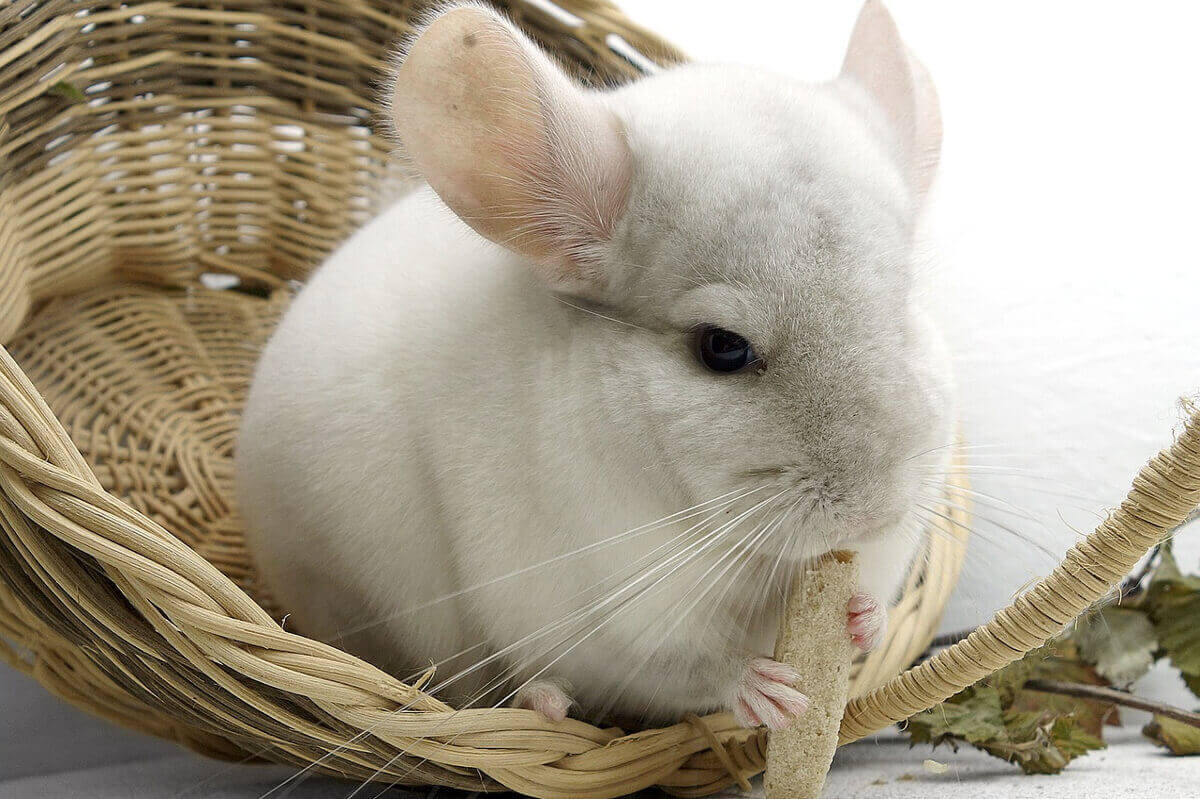 animali più strani da tenere in casa