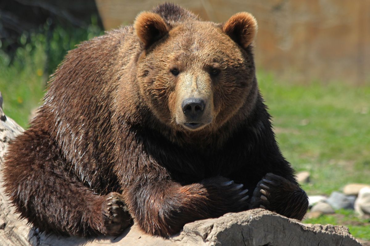 Habitat degli orsi grizzly