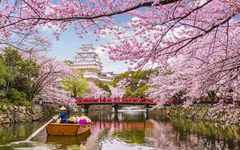 |Hanami l’antica tradizione di ammirare i fiori in primavera