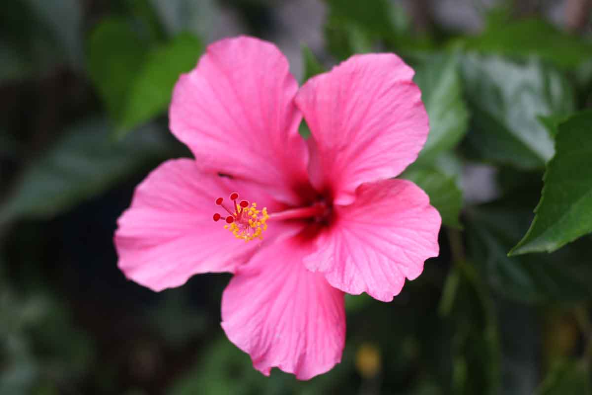 Hibiscus per la coltura idroponica