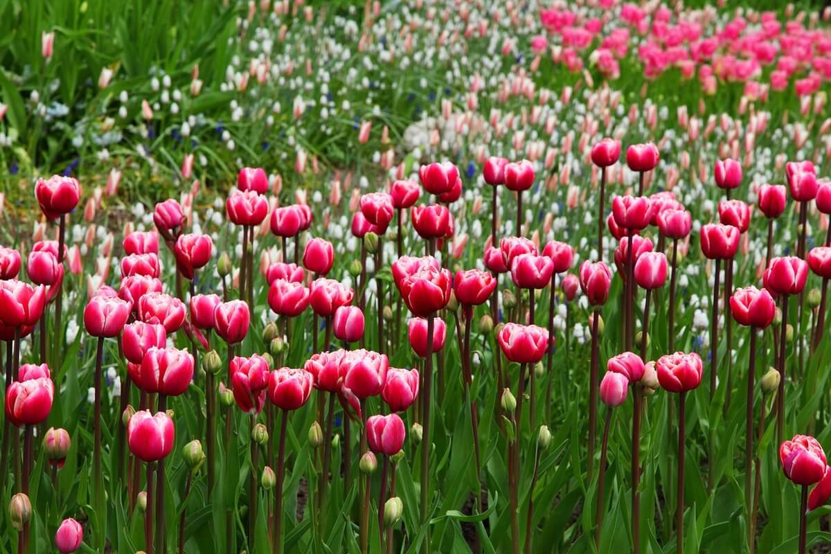 lavori giardino Marzo