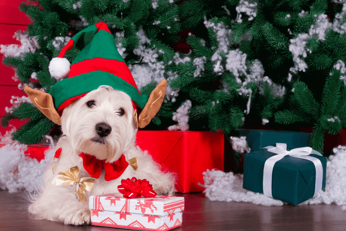 cosa regalare a un cane per Natale